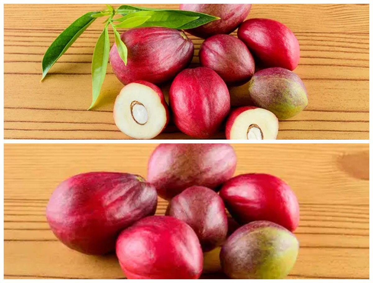 Manfaat Buah Mahkota Dewa bagi Kesehatan Tubuh: Rahasia Herbal Alami Penangkal Penyakit dan Penjaga Imunitas!