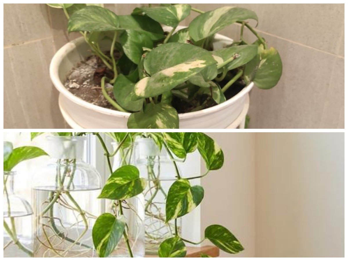 Interior Lebih Segar dan Estetik: 5 Jenis Sirih Gading Favorit untuk Percantik Rumah 2026