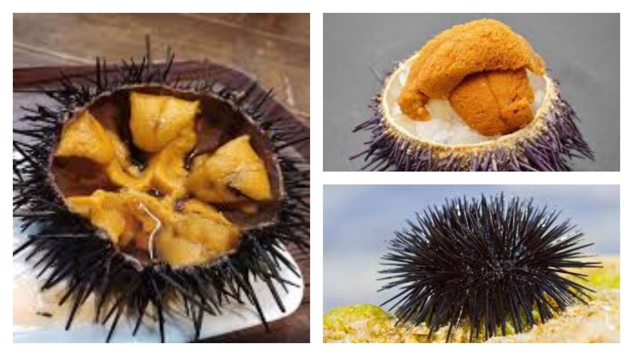 Bulu Babi, Pelajari Nutrisi dan 6 Keuntungannya untuk Kesehatan