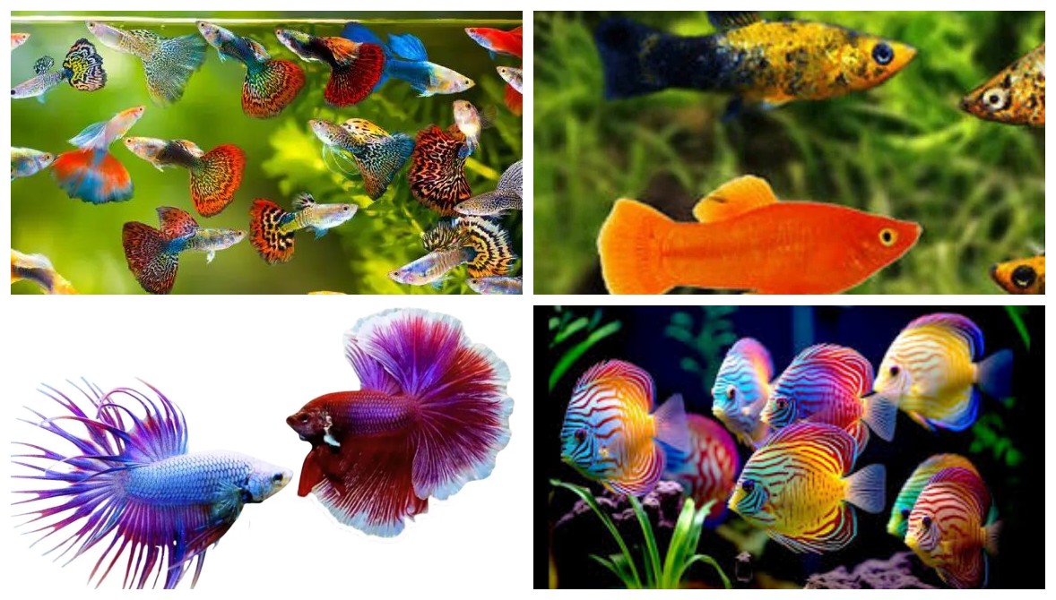 10 Jenis Ikan Hias Kecil dan Cara Merawatnya