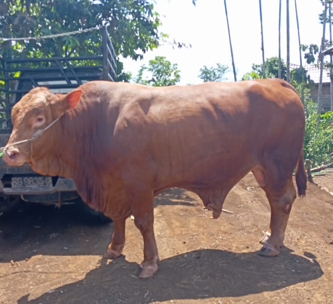 Segini Harga Sapi Bantuan Pak Prabowo di Pagar Alam, Bobotnya Luar Biasa Diberi Nama Lucu