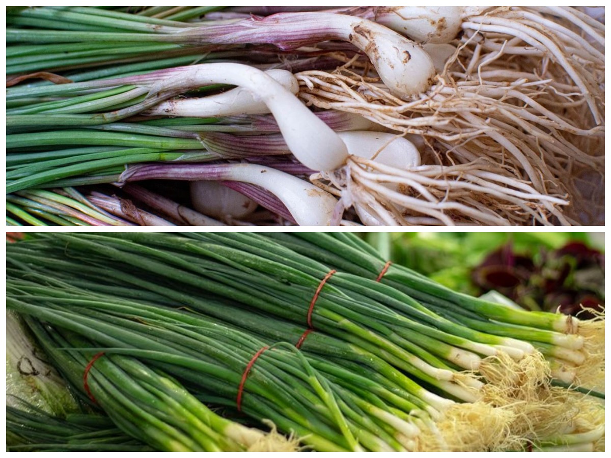 Bawang Batak: Herbal Asli Sumatera Utara dengan Segudang Manfaat Kesehatan