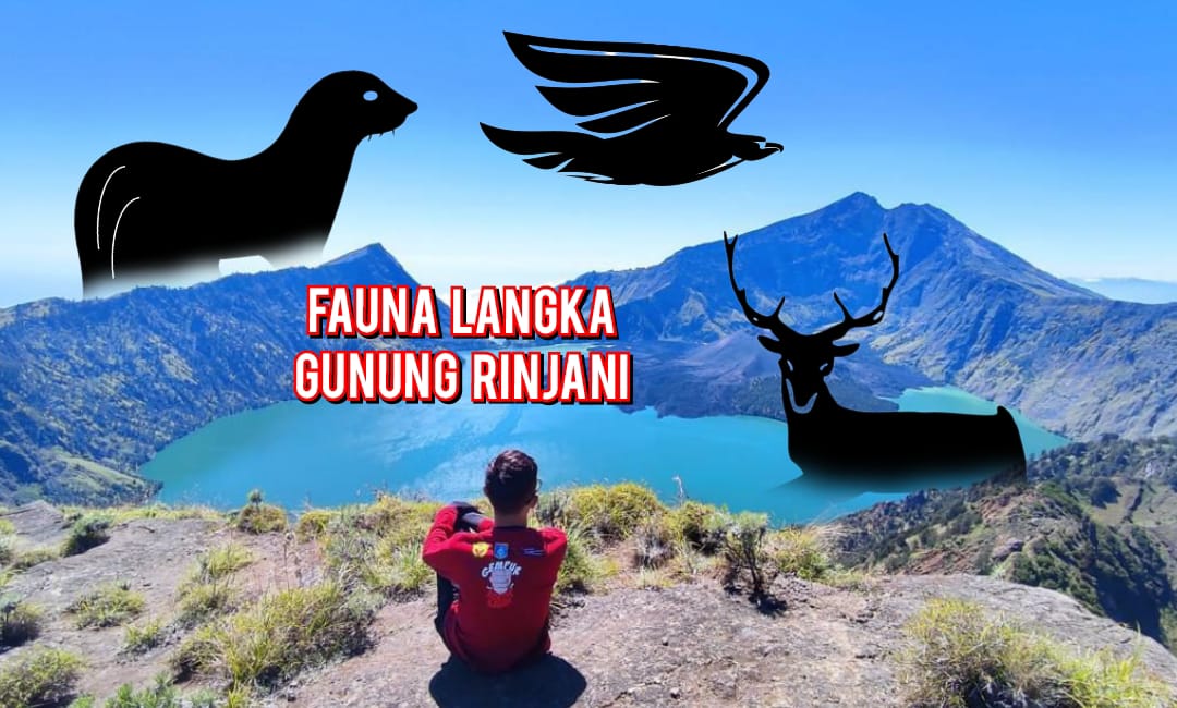 Pesona Alam Gunung Rinjani! Ternyata Miliki 4 Fauna Langka Didunia