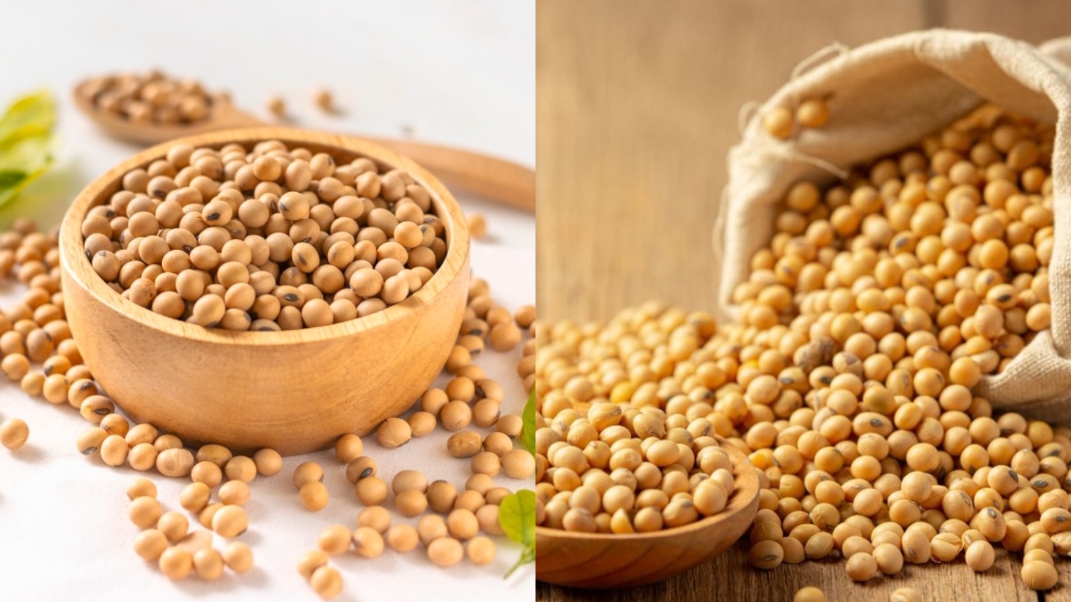 Mengurangi Gejala Menopause Inilah Manfaat Kedelai Yang Wajib Kalian Tahu! 