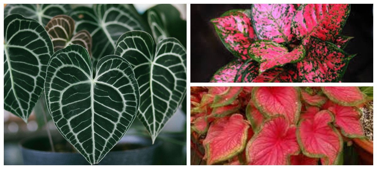 Tak Cuma Cantik, 3 Tanaman Warna-Warni Ini Diyakini Membawa Rezeki dan Keberhasilan