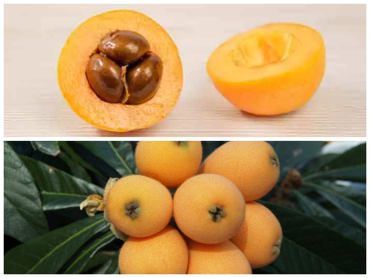 Manfaat Buah Loquat untuk Tubuh Sehat: Dari Vitamin hingga Perlindungan Jantung