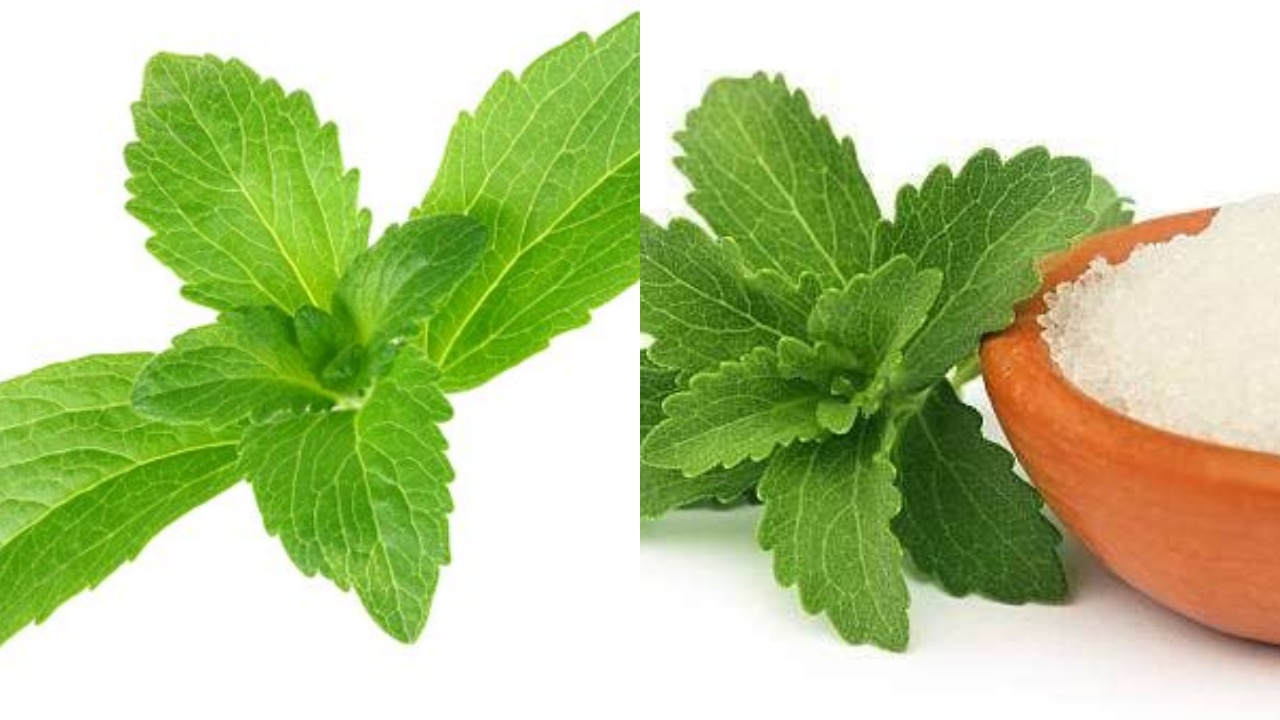 Inilah Manfaat Daun Stevia Untuk Kesehatan Dan Sebagai Pengganti Gula Alami