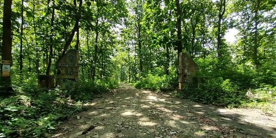 Ungkap Misteri Fenomenal di Lamongan! Pencari Rumput Temukan Istana Kuno Tersembunyi di Tengah Hutan