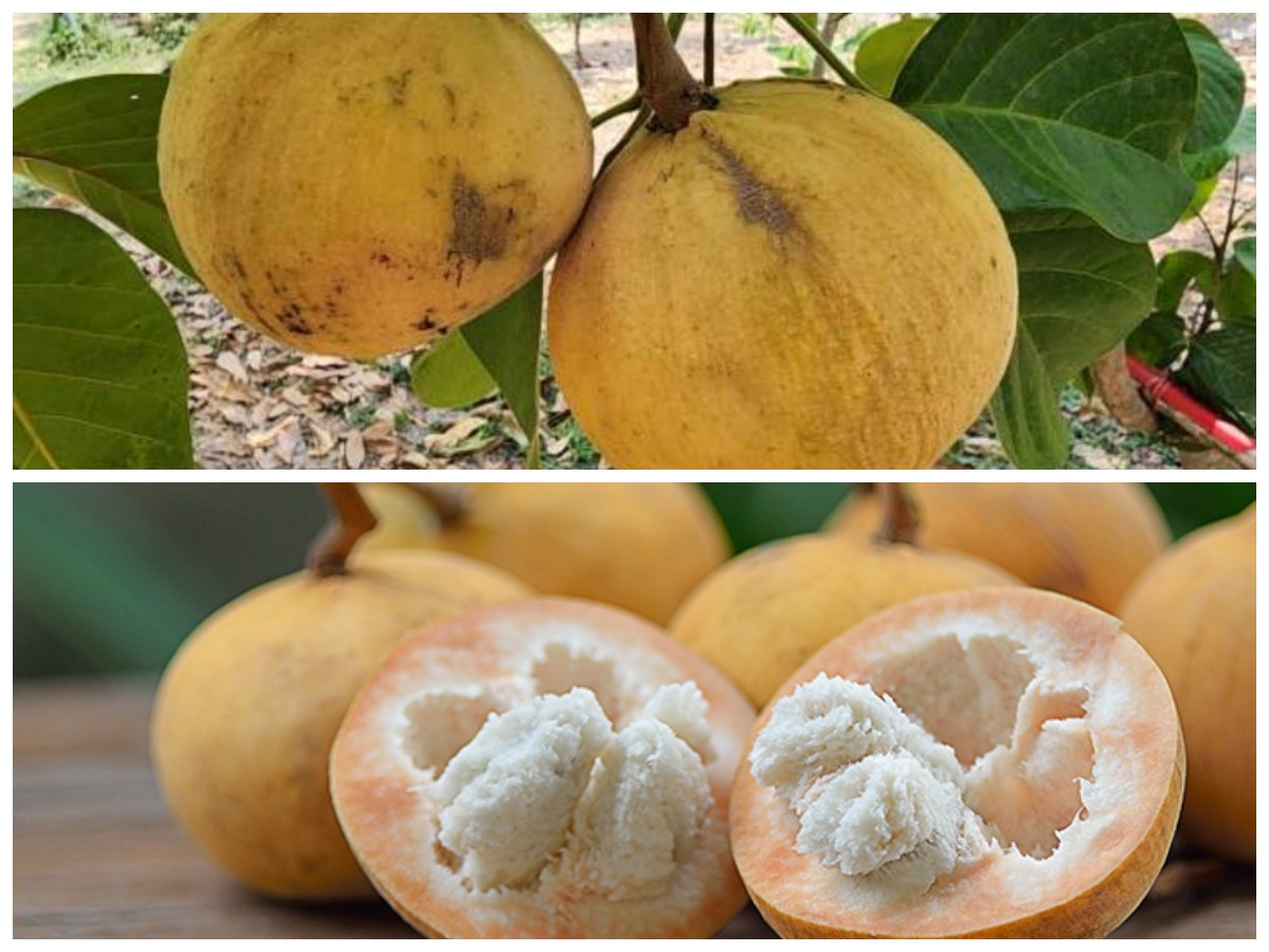 Buah Kecapi: Rahasia Antioksidan Alami yang Mendukung Kesehatan Jantung dan Tubuh