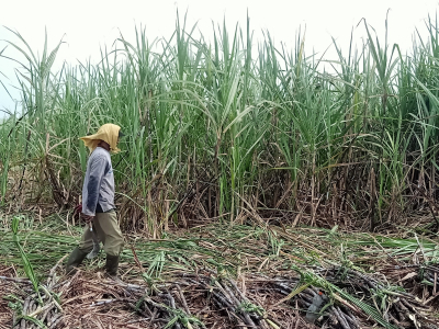 Kementerian Pertanian Dorong Peningkatan Produksi Tebu Demi Wujudkan Swasembada Gula