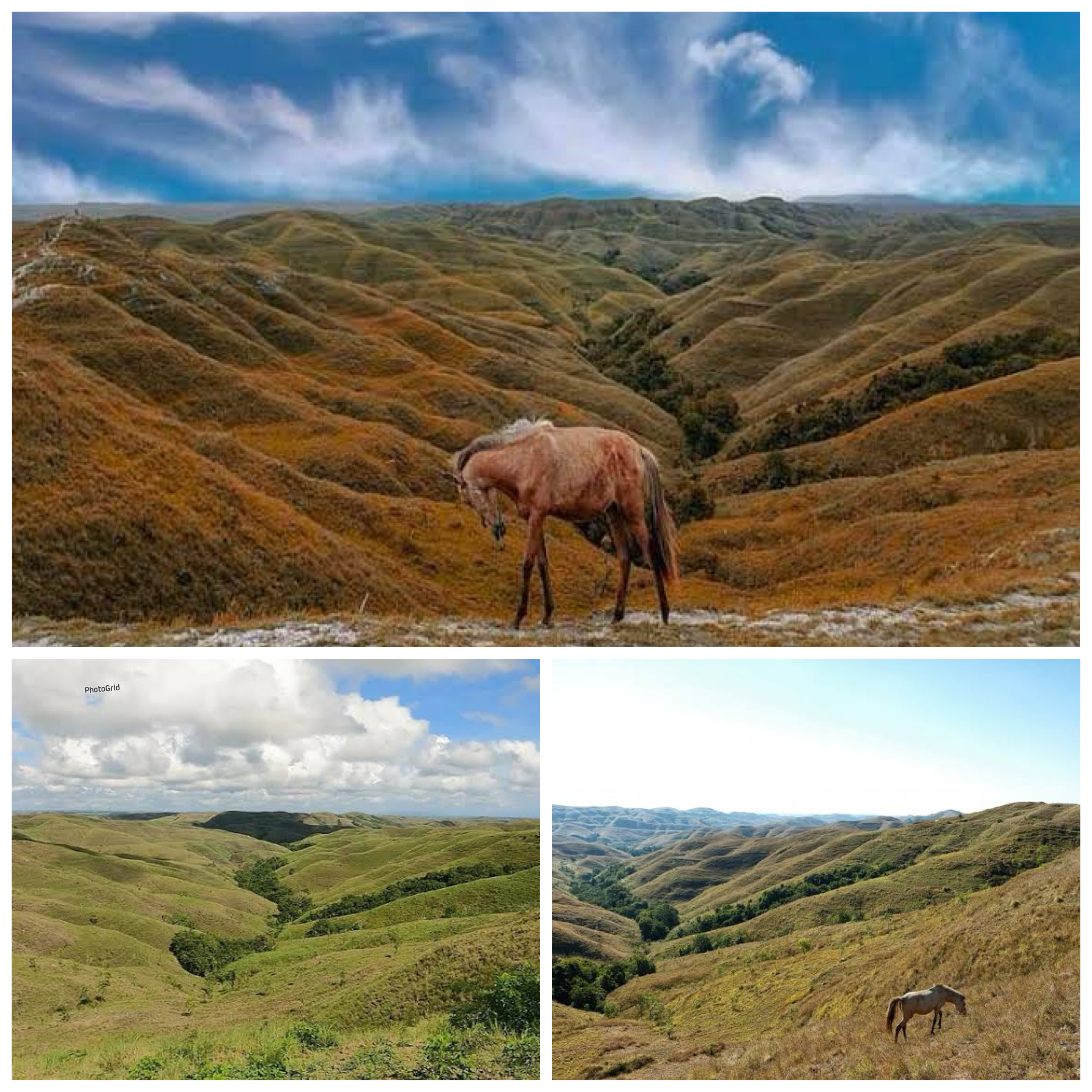 Sejarah Bukit Wairinding, Sumba: Hamparan Sabana yang Menyimpan Kisah Alam dan Budaya!