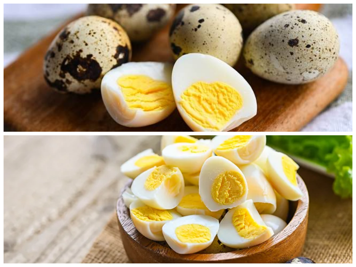 Manfaat Telur Puyuh bagi Kesehatan: Rahasia Nutrisi Kecil yang Besar Pengaruhnya