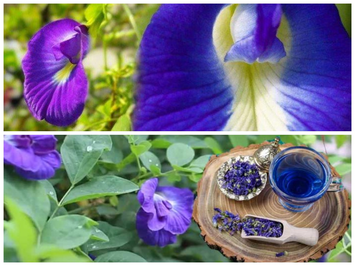 Rahasia Herbal dari Alam: Bunga Telang untuk Kulit Glowing dan Otak Cemerlang