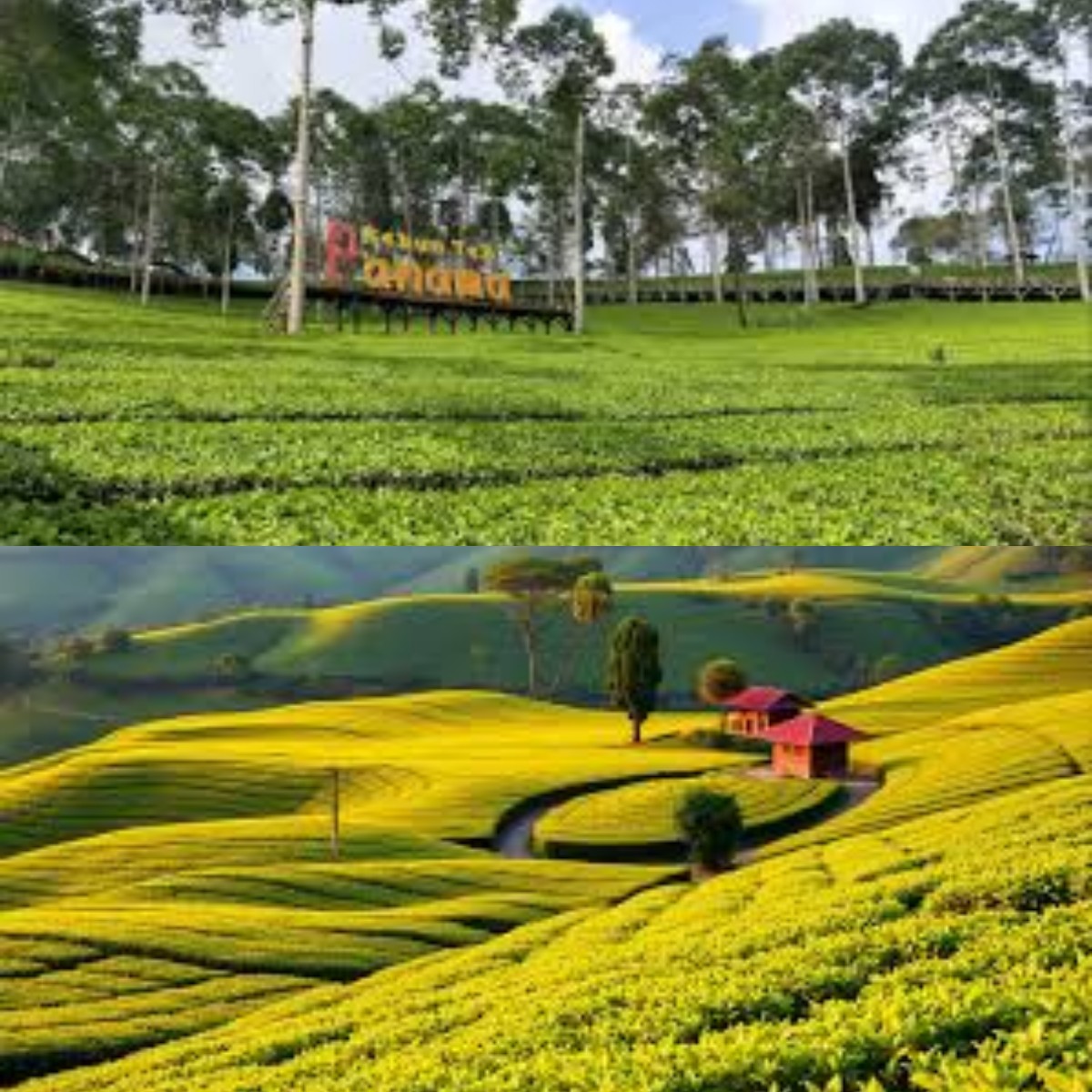 Yuk Nikmati Indahnya Pesona Bukit Teh Yang Membentang Hijau Segar Saat Pagi Menyapa