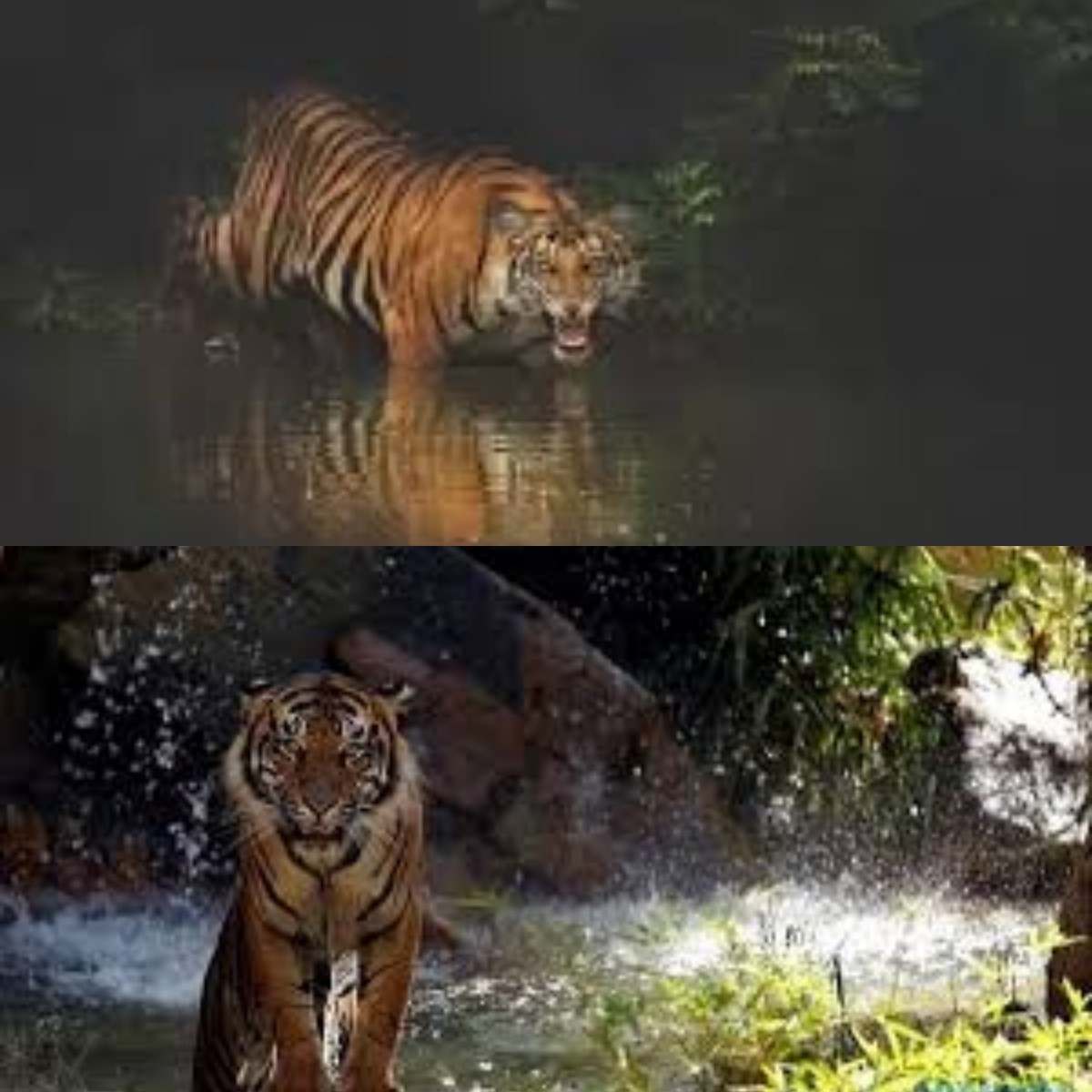 Mengungkap Misteri Harimau Jawa yang Masih Hidup di Hutan Angker Jateng! 