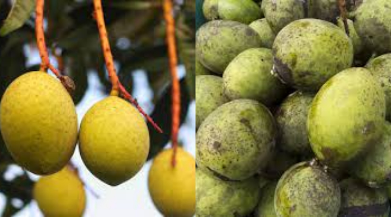 Yuk Ketahui! Inilah Manfaat Buah Bacang Untuk Kesehatan Yang Luar Biasa