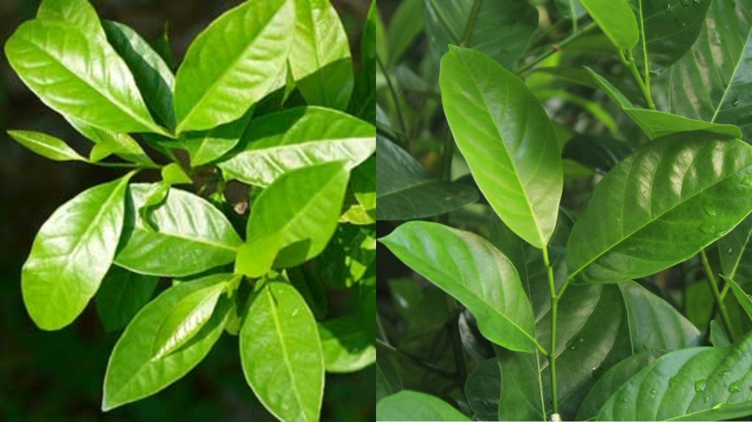 Beragam Manfaat Daun Salam Untuk Kesehatan Tubuh Yang Harus Kalian Ketahui! 