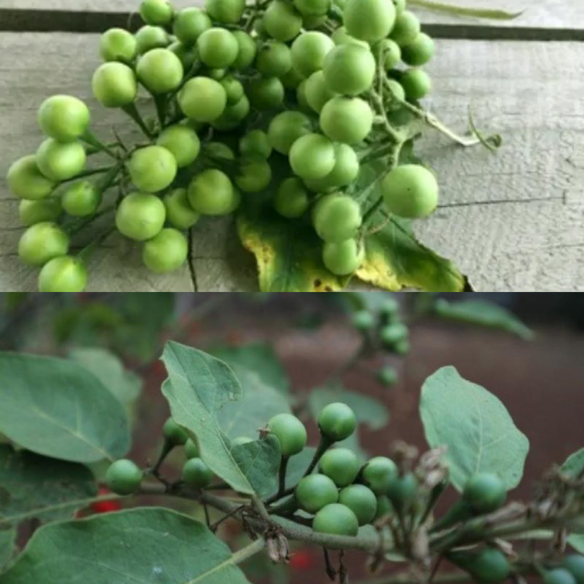 Cepokak, Buah Mini Penuh Manfaat!