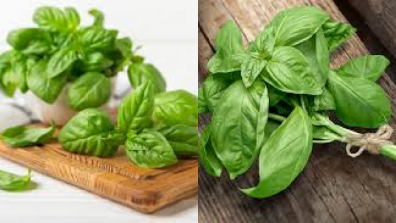 Beragam Manfaat Basil Bagi Kesehatan Tubuh Yang Jarang Diketahui