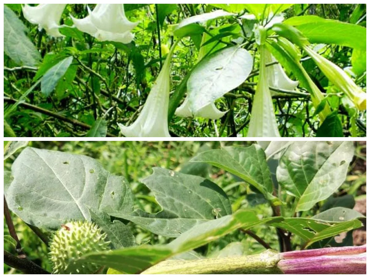 Daun Kecubung Sering Dipakai Obat Tradisional, Tapi Jangan Asal Konsumsi!