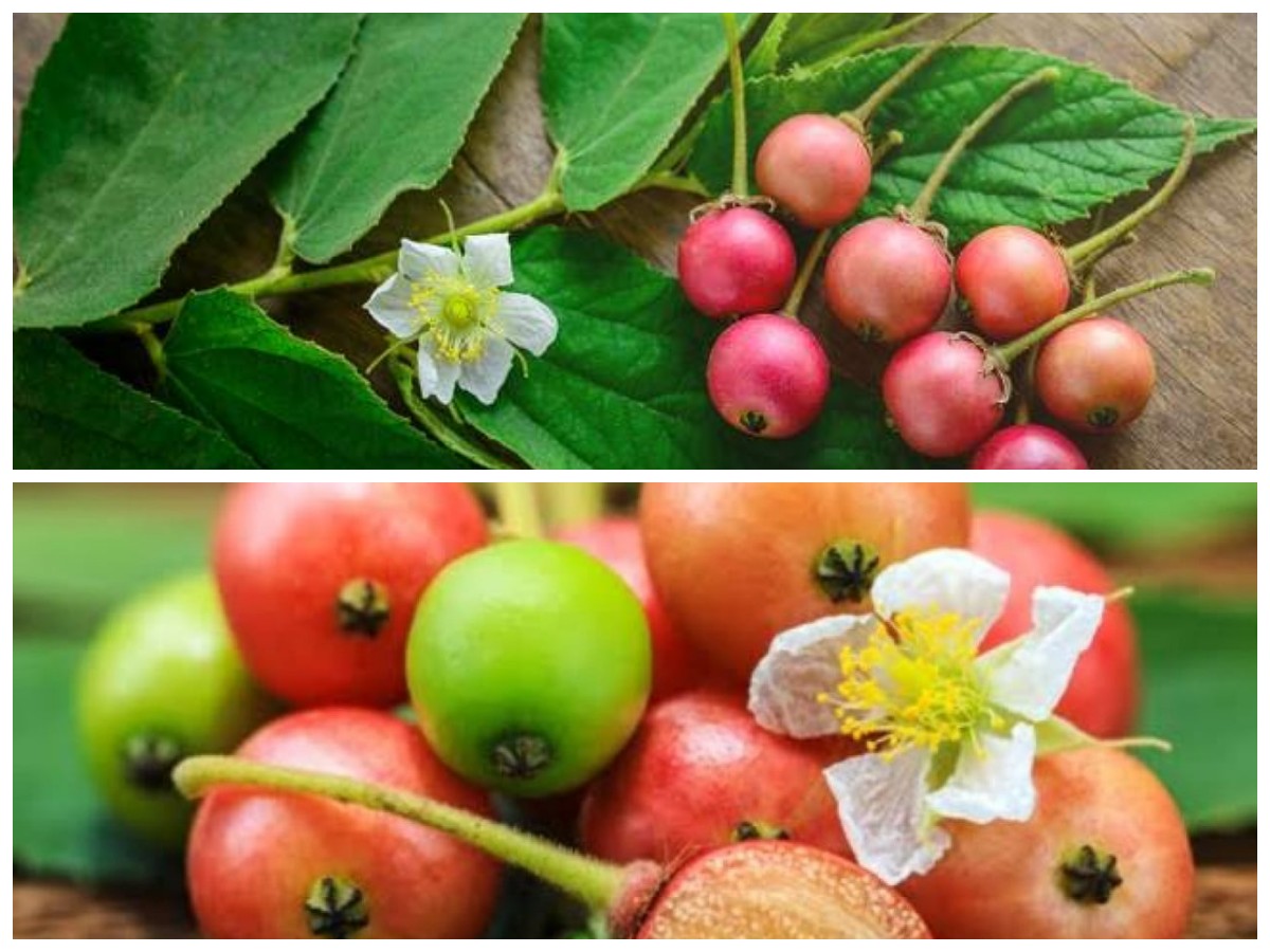Rahasia Sehat dari Buah Kersen: Kaya Nutrisi dan Baik untuk Tubuh!