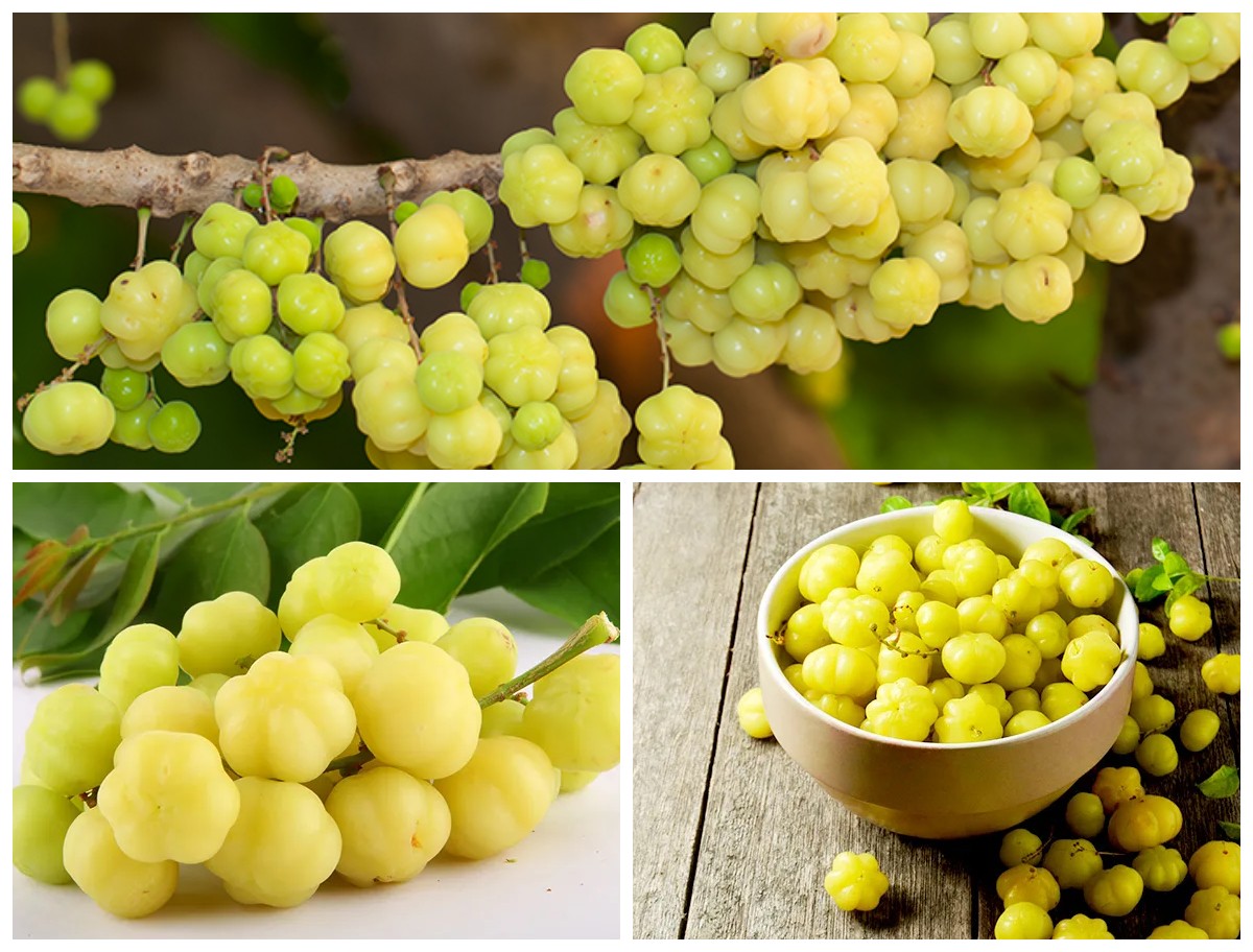 Manfaat Buah Cermai bagi Kesehatan Tubuh: Si Kecil Asam yang Kaya Nutrisi dan Khasiat Alami!