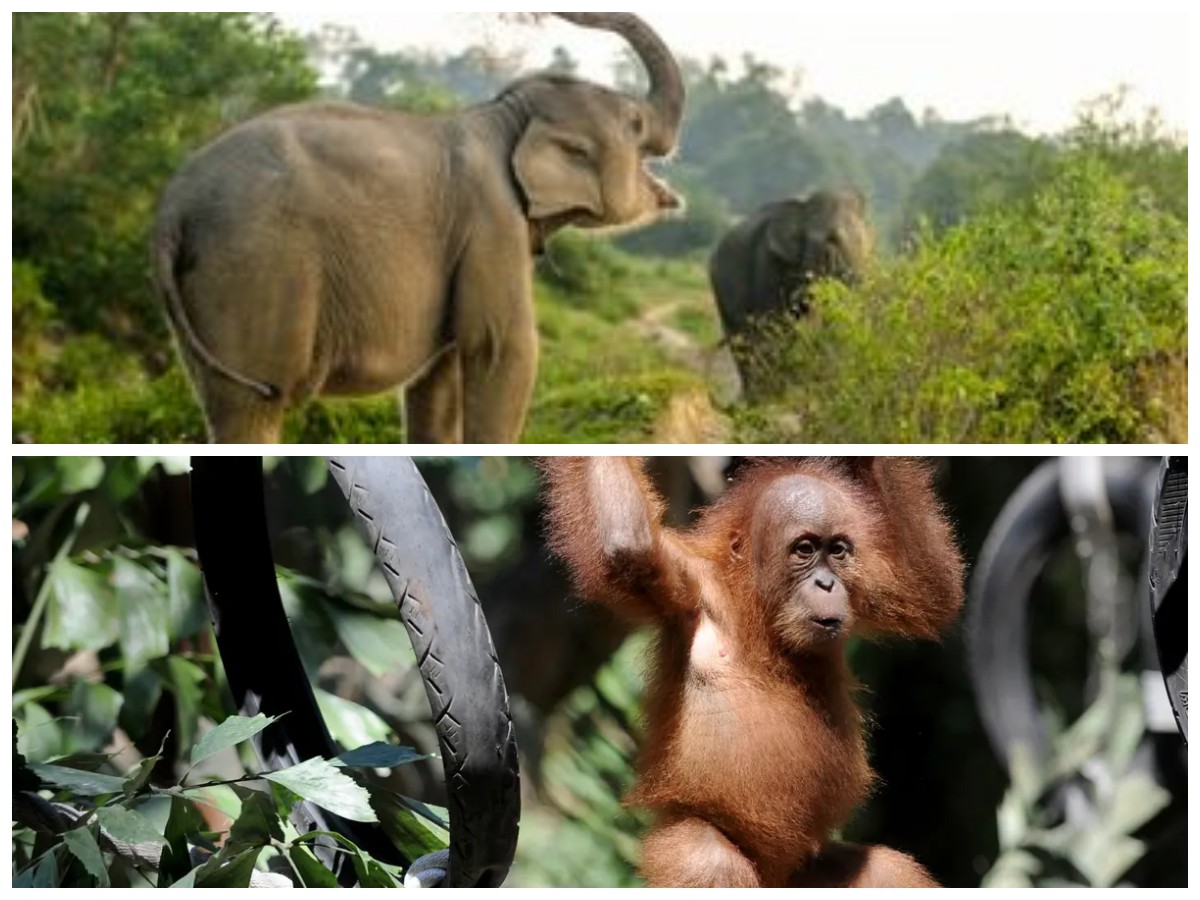 Menjelajahi Alam Liar: 6 Destinasi Ekowisata Indonesia dengan Satwa Langka