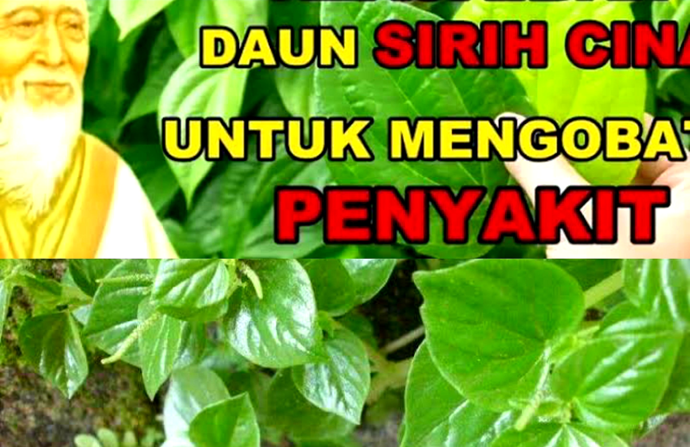 Tanaman Liar dengan Manfaat Luar Biasa. Ini Khasiat Daun Sirih Cina Bagi Kesehatan