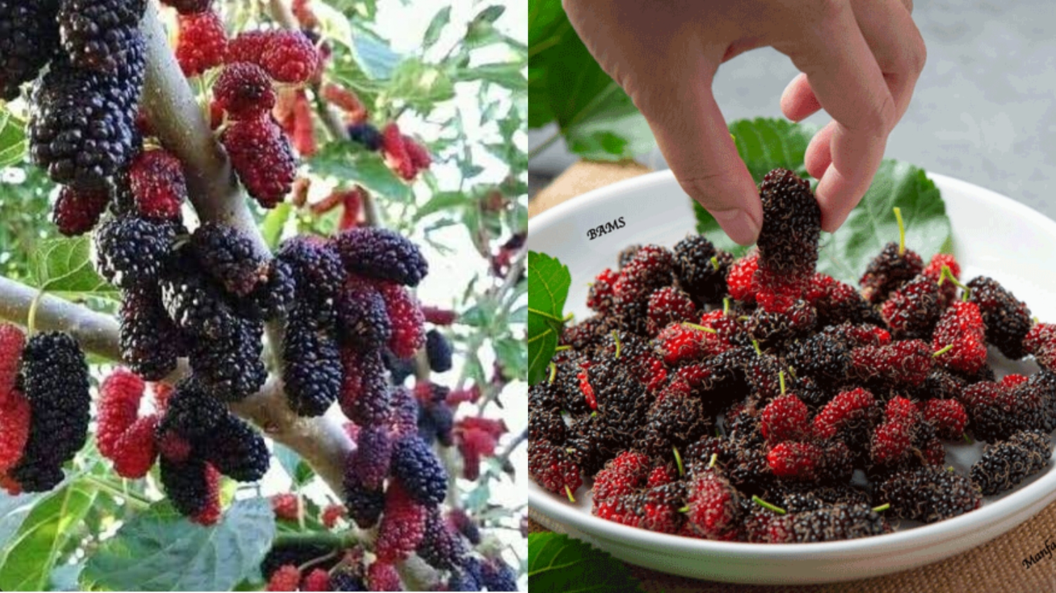 Meningkatkan Daya Tahan Tubuh Wajib Tahu Ini Teryata Manfaat Buah Murbai Yang Luar Biasa! 