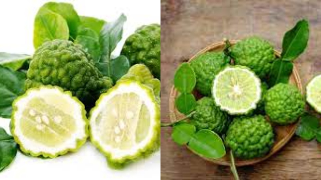 Jarang Diketahui Inilah 7 Manfaat Jeruk Purut Untuk Kesehatan Tubuh!