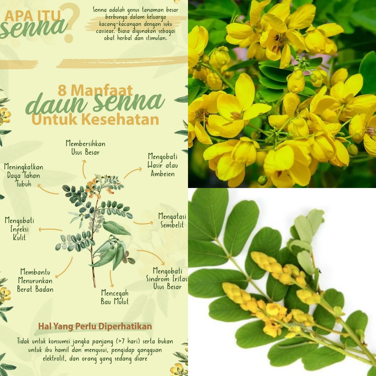 Penasaran Dengan Khasiat Daun Senna? Ini 5 Manfaat Luar Biasanya!