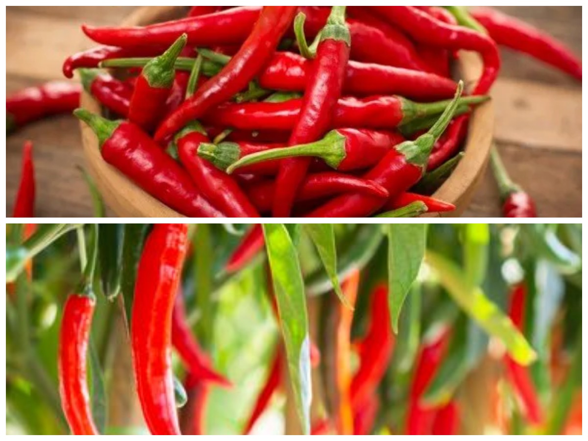 Rahasia Sehat dari Cabai Merah: Kandungan dan Manfaat yang Tak Banyak Orang Tahu