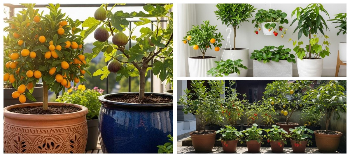 8 Tanaman Buah yang Tumbuh Subur di Pot, Teras Cantik dan Bisa Panen Sendiri