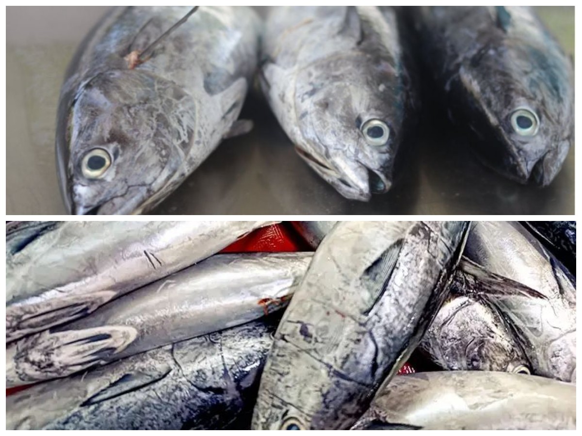 Ikan Tongkol: Kaya Nutrisi dan Baik untuk Kesehatan Tubuh