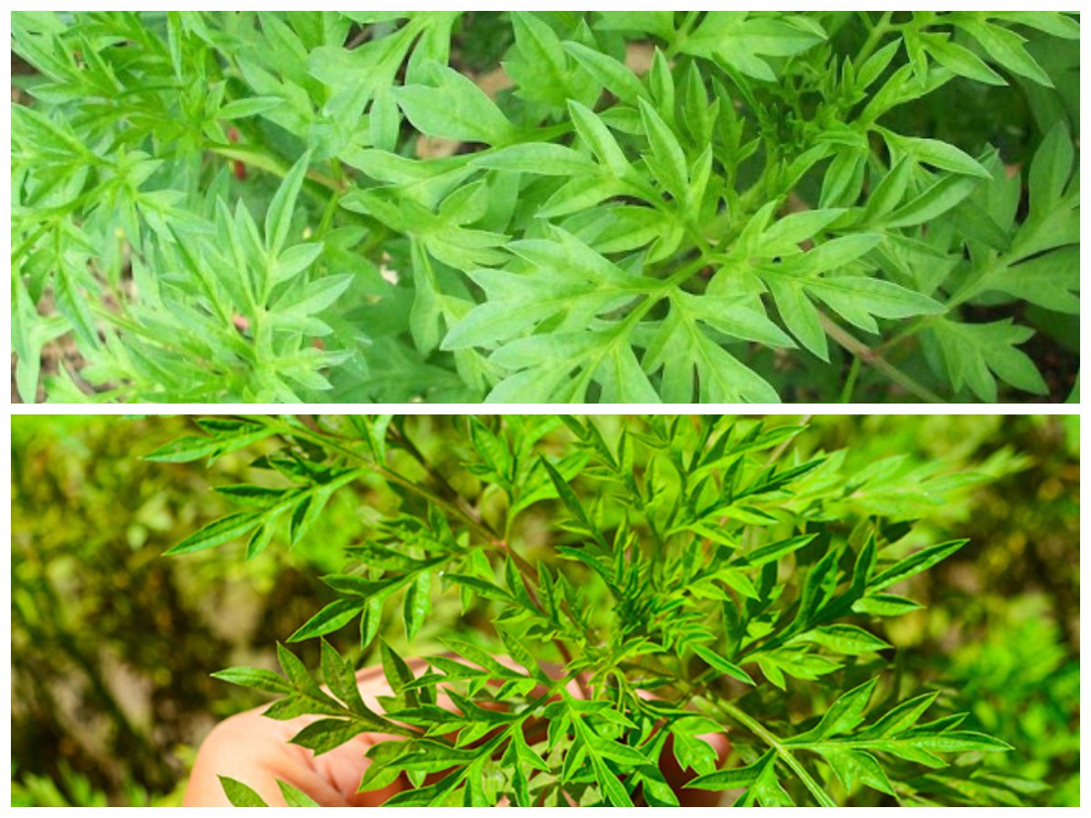 Manfaat Daun Kenikir untuk Kesehatan: 8 Khasiat yang Perlu Kamu Tahu