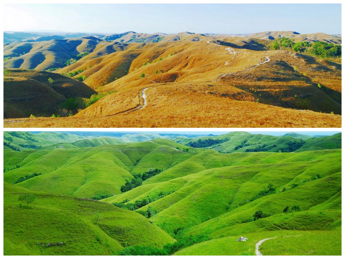 Bukit Wairinding: Keindahan Sabana Eksotis yang Menyatu dengan Budaya Sumba