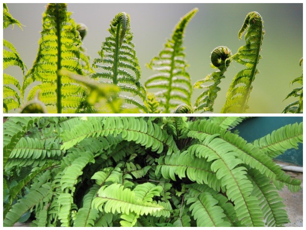 Kaya Nutrisi dan Antioksidan, Inilah Khasiat Unik Daun Pakis untuk Tubuh Sehat!