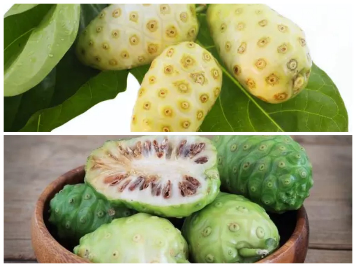 Buah Mengkudu: Superfood dengan Segudang Khasiat bagi Kesehatan