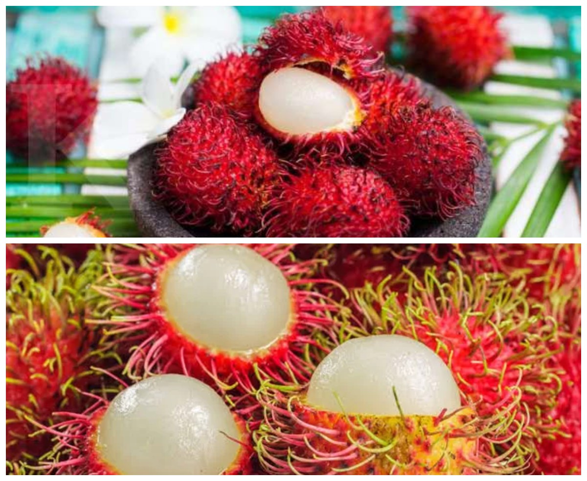 Rahasia Kesehatan Tersembunyi: Mengapa Buah Rambutan Kaya Vitamin C Sangat Baik untuk Anda