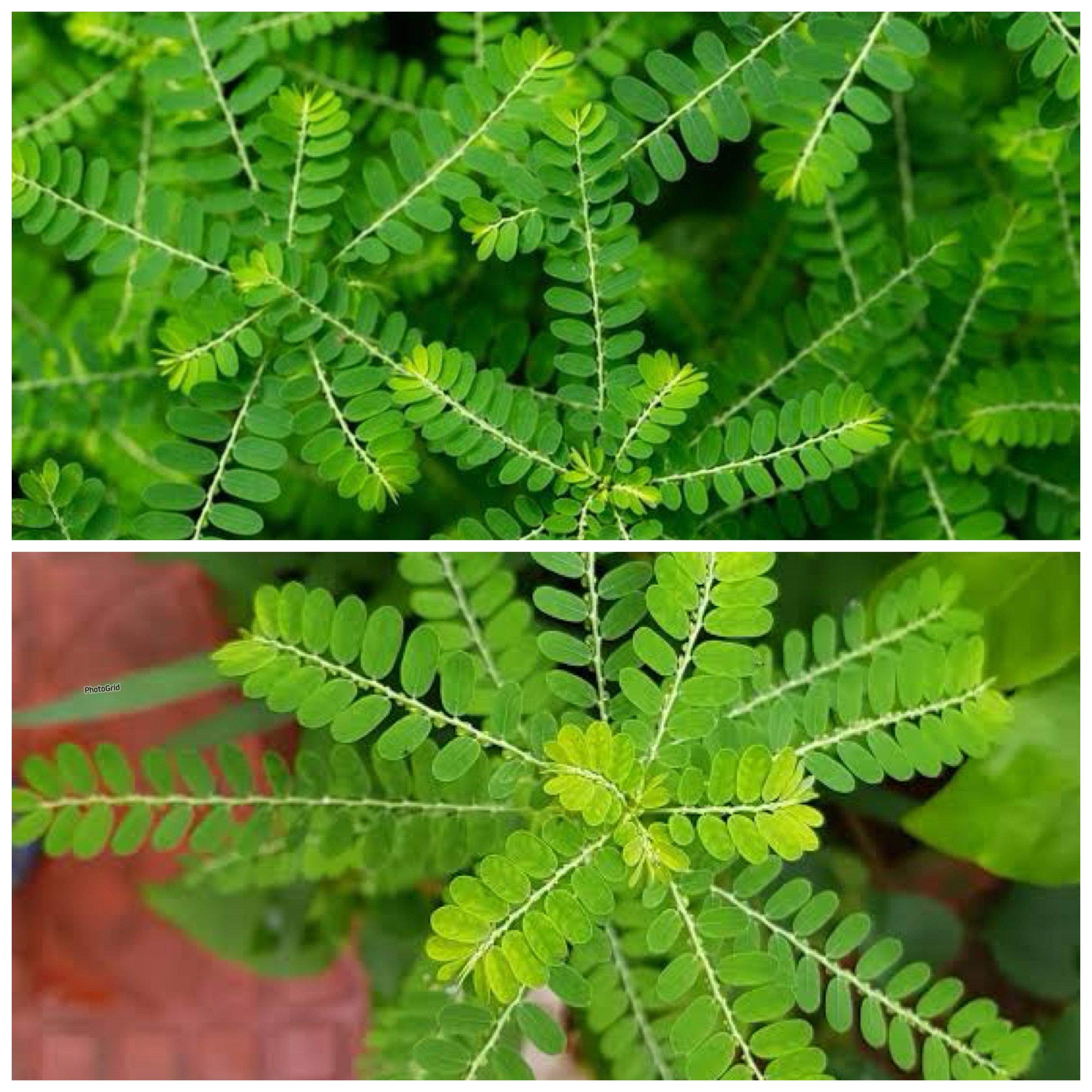 Manfaat Daun Meniran bagi Kesehatan: Tanaman Herbal Kecil dengan Segudang Khasiat Besar!