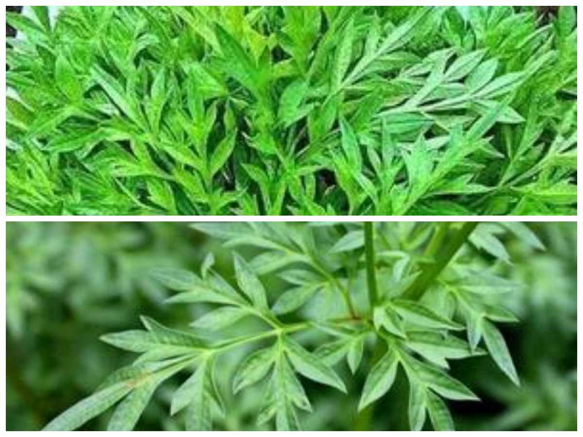 8 Alasan Mengapa Daun Kenikir Baik untuk Tubuh dan Kesehata