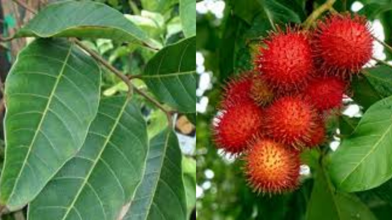 Rahasia Sehat Alami: Manfaat Daun Rambutan yang Jarang Diketahui