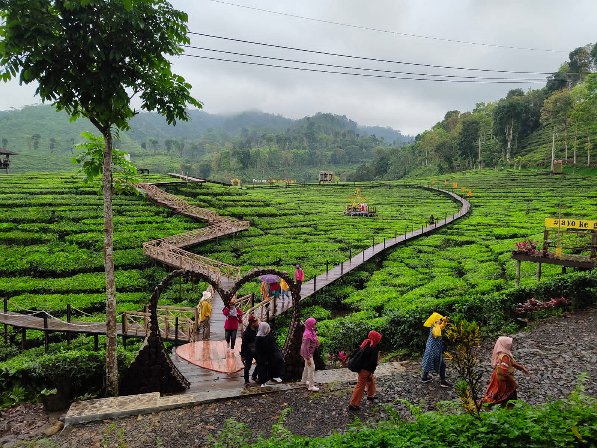 Eksplorasi Keindahan Alam Kebun Teh Gunung Gambir, Destinasi Wisata yang Menyegarkan di Jember