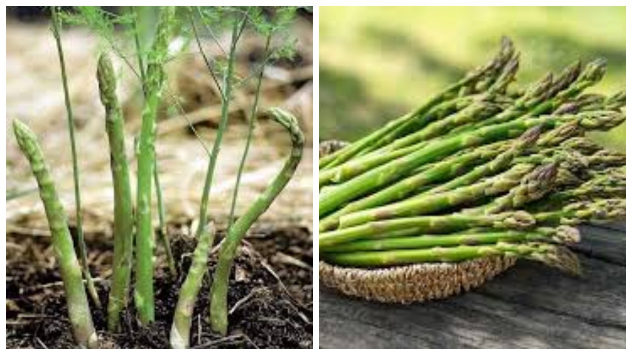 6 Fakta Menarik Tentang Asparagus, Sayuran Lezat Khas Musim Semi !