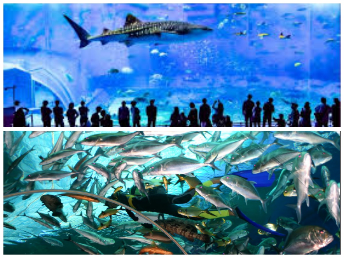 Keajaiban Dunia Bawah Laut: Menyelami 5 Akuarium Raksasa Penuh Warna Terumbu Karang