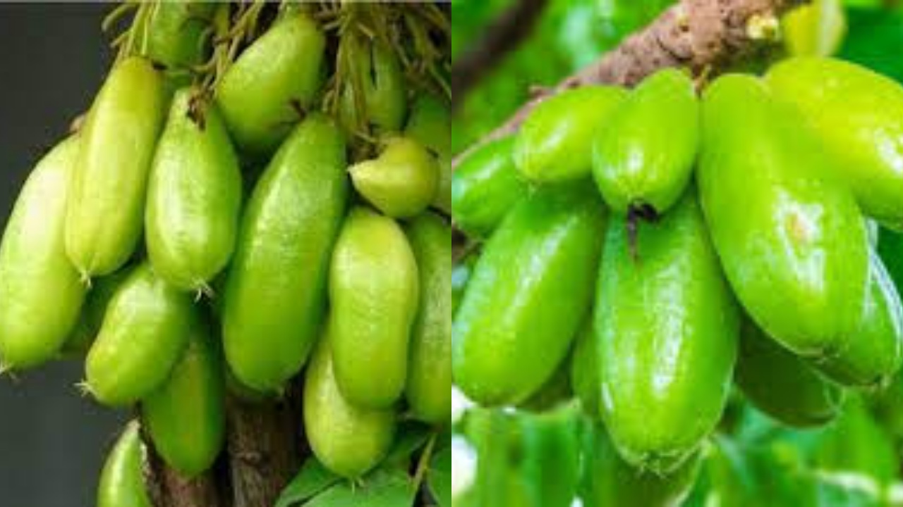 Wajib Tahu Inilah 8 Manfaat Belimbing Wuluh bagi Kesehatan Tubuh!