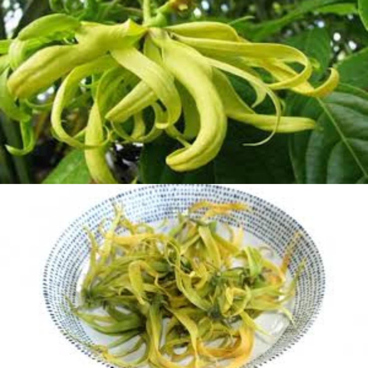 11 Manfaat Bunga Kenanga untuk Kesehatan Tubuh yang Harus Anda Tahu!