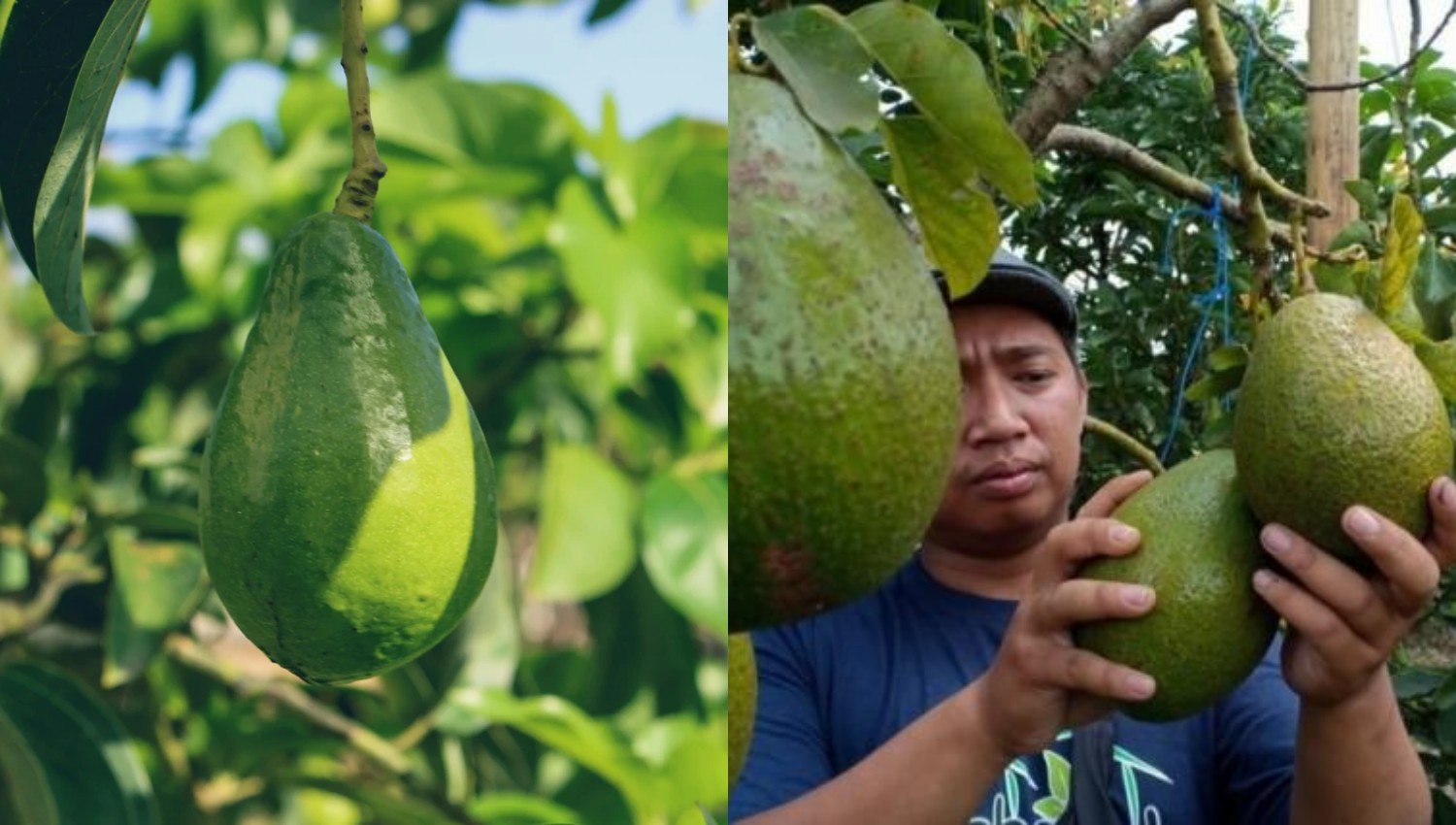 8 Cara Alami Basmi Ulat Pada Pohon Alpukat