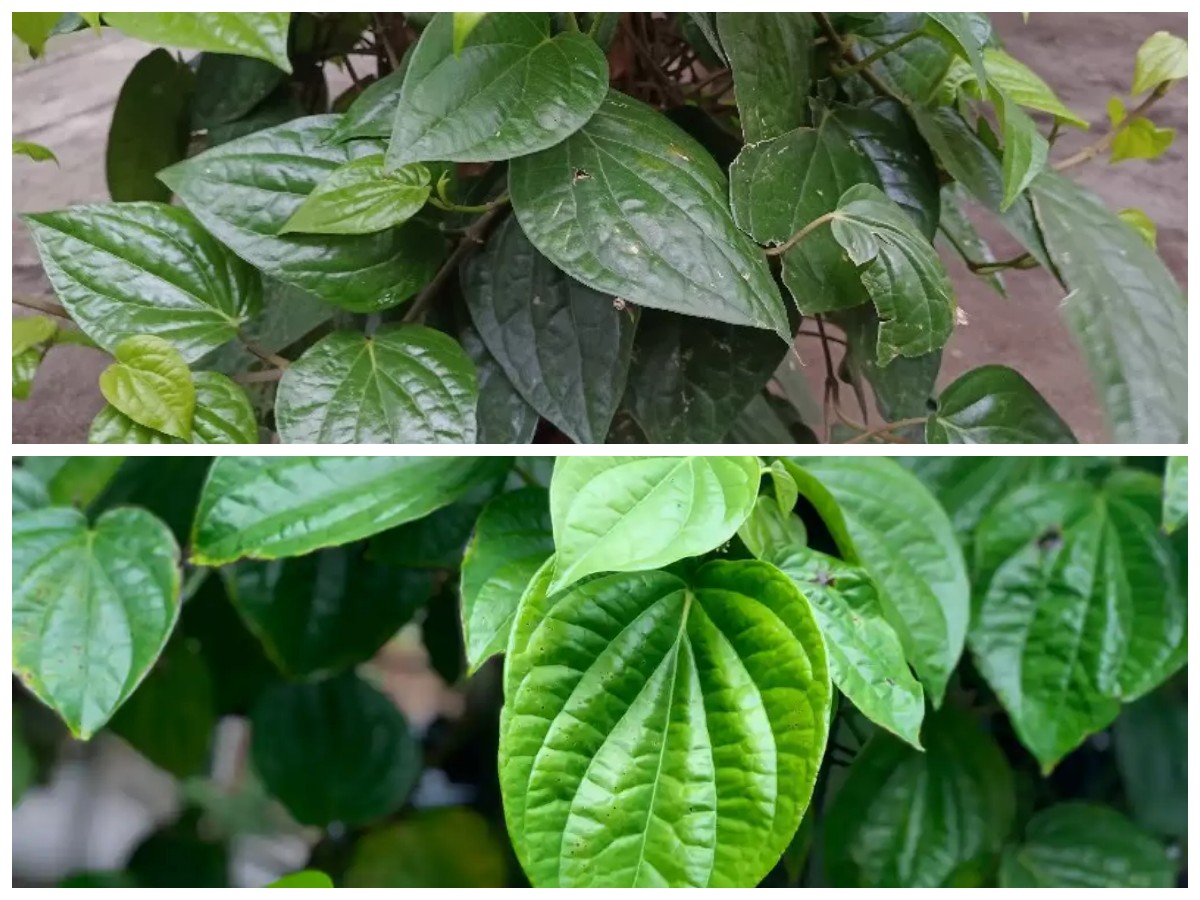 Manfaat Daun Sirih bagi Kesehatan, Warisan Budaya Nusantara yang Tetap Relevan