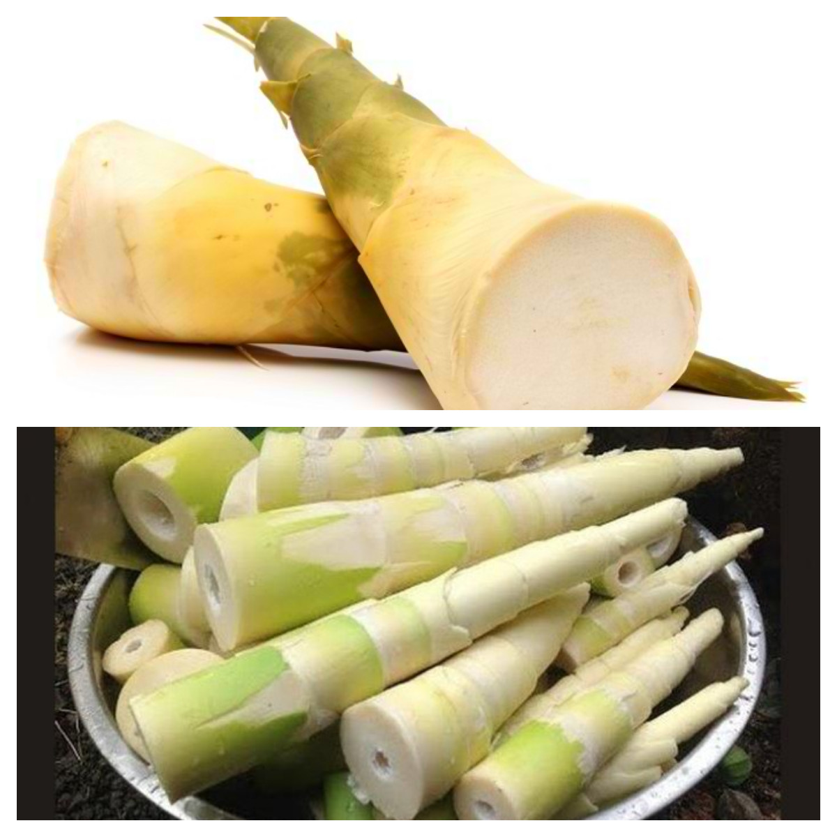  Wow, Ternyata Rebung Bambu Kuning Bisa Baik Buat Kesehatan!